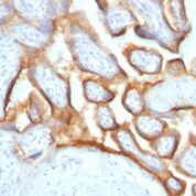 FFPE human placenta sections stained with 100 ul anti-HCG-alpha (clone SPM552) at 1:400. HIER epitope retrieval prior to staining was performed in .